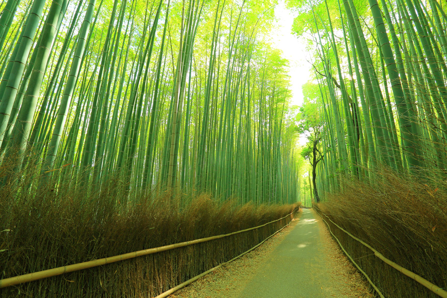 嵐山の竹林 Photo: http://www.imamiya.jp/