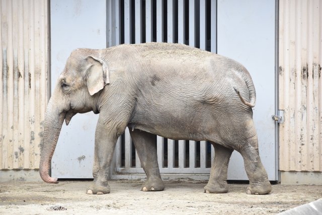 東武動物公園フリーパス、入園券、ハッピーフリーパス利用引換券の格安