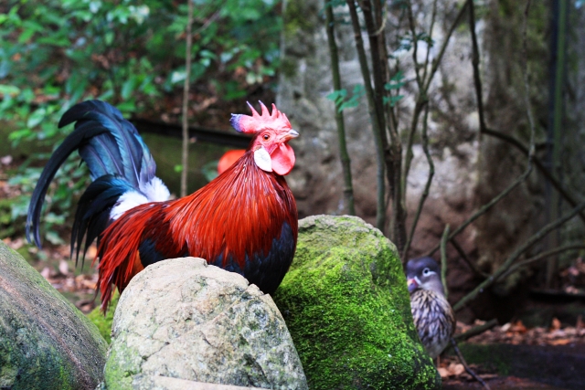 プレゼントを選ぼう！ 掛川花鳥園 招待券２枚