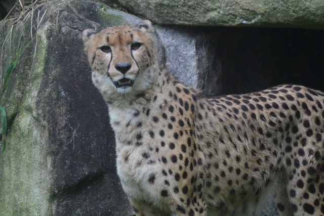 動物園