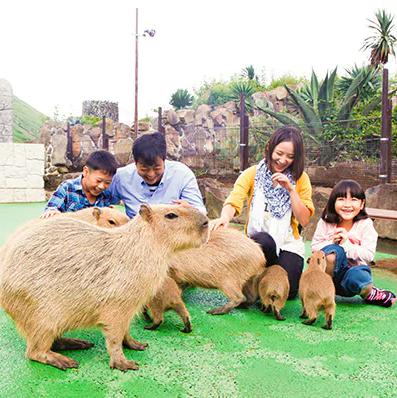 伊豆シャボテンリゾート株主優待 招待券4枚綴りの格安販売なら金券ショップへ｜金券ショップのチケットレンジャー