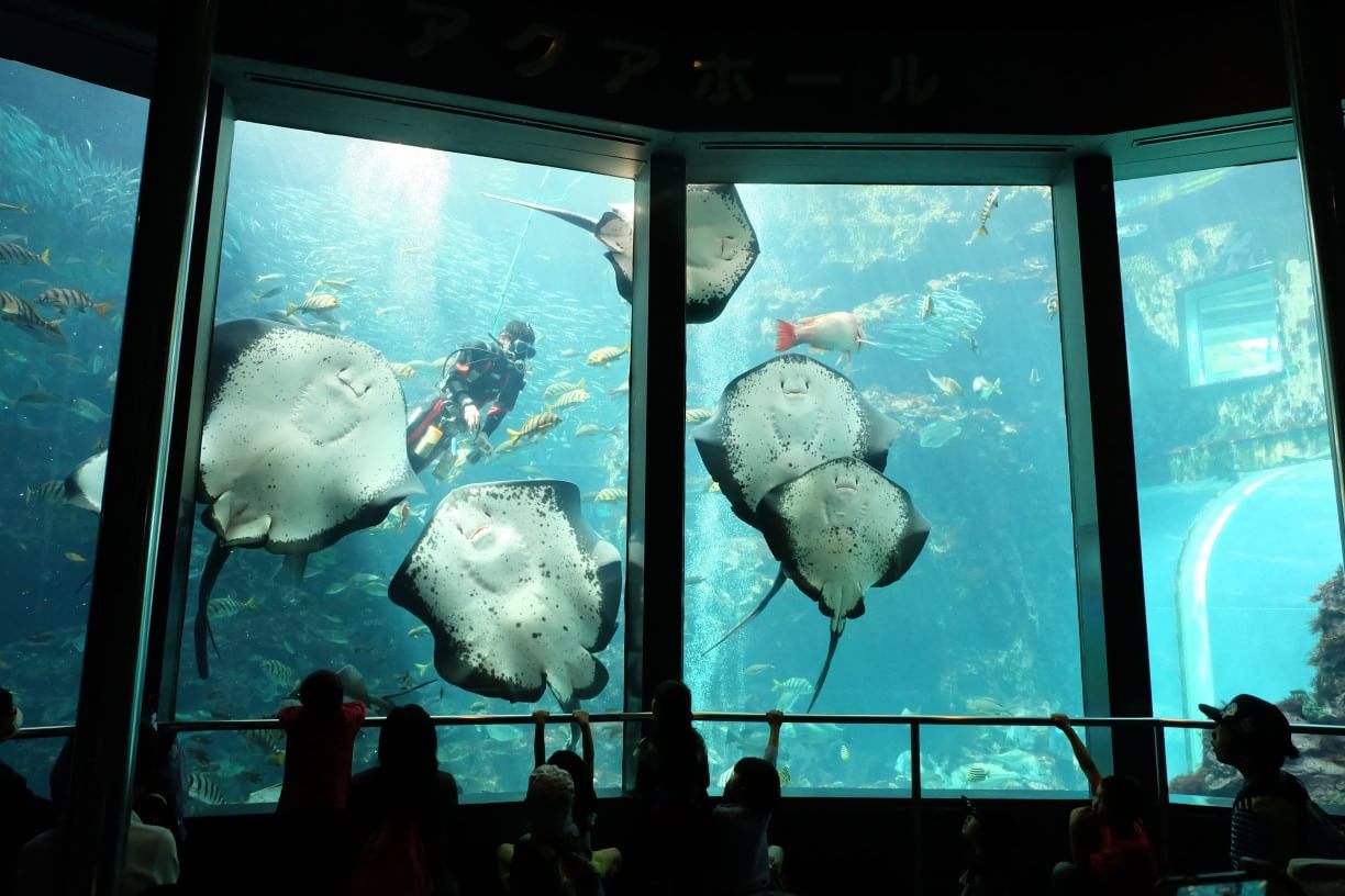 下田海中水族館 (2)