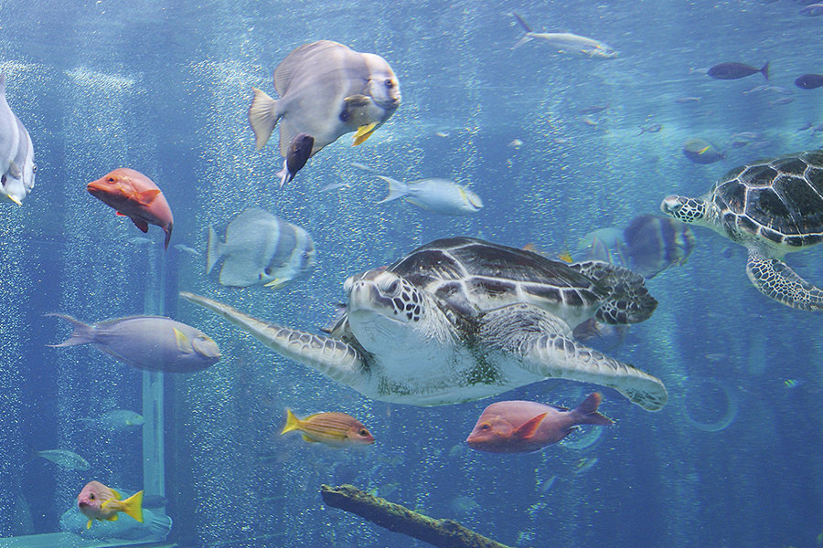 箱根園水族館